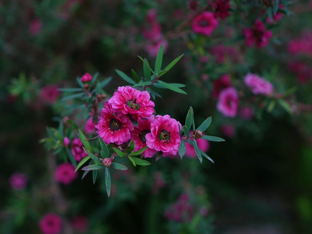 Manuka Oil vs Manuka Honey: Same Plant, Very Different Products